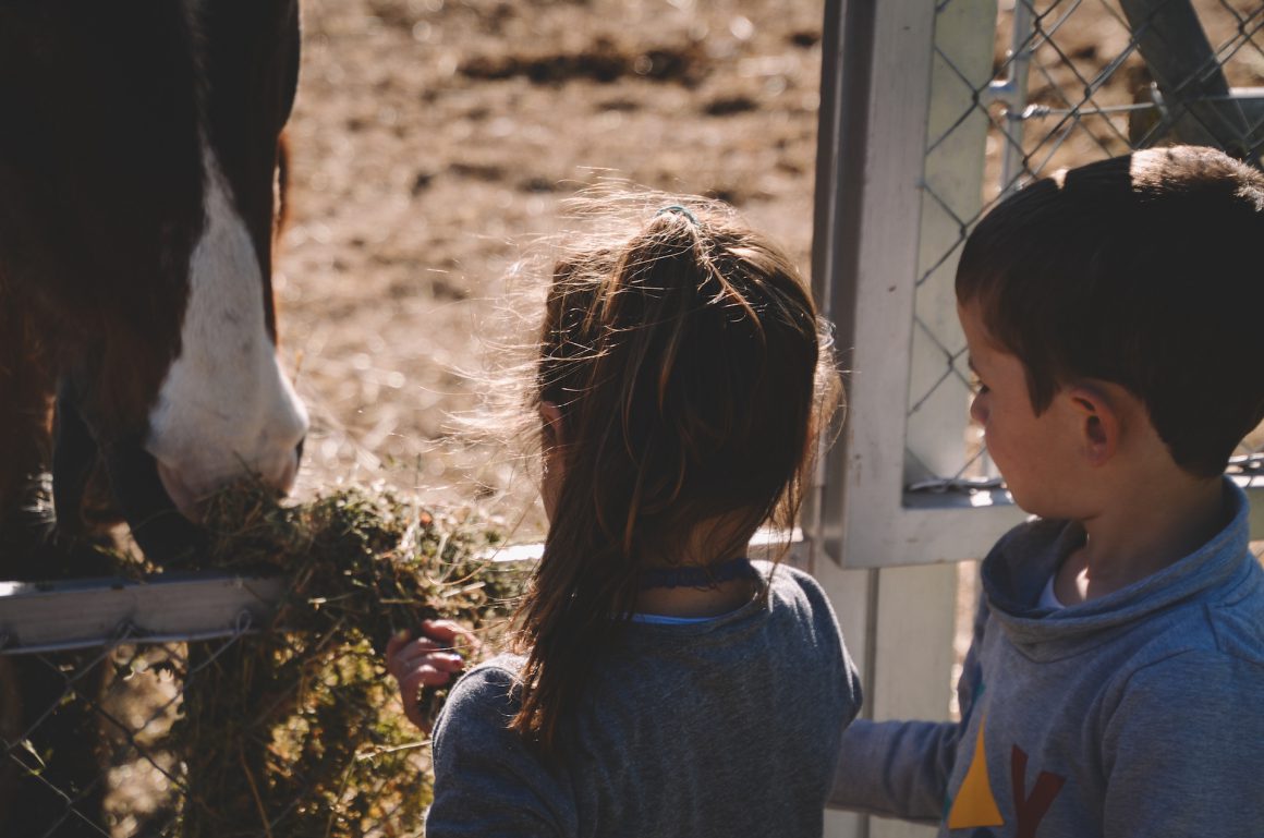 Petits escola i cavall granja